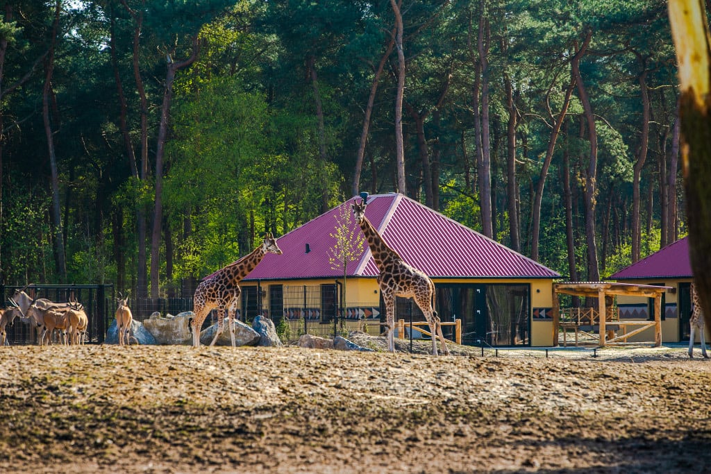 Savanne Lodge met giraffen en antilopen op de savanne ervoor
