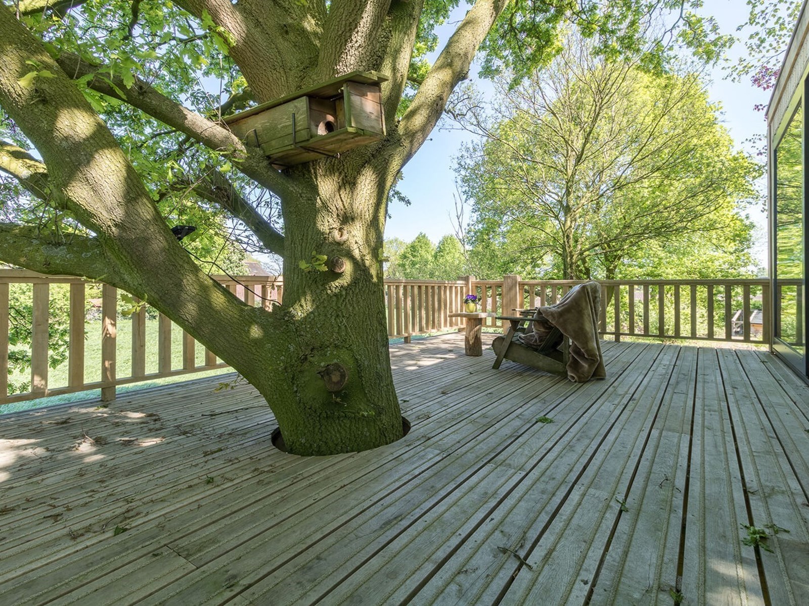 Houten terras van de boomsuite rondom de stam en takken van de eik