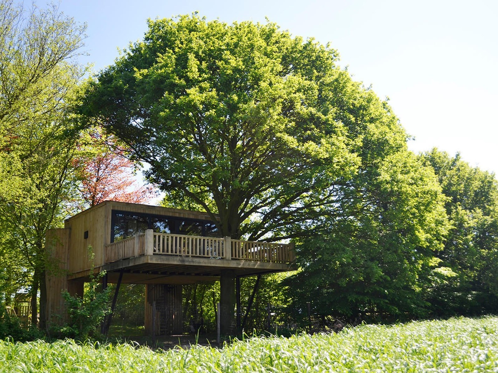 Houten boomsuite met terras in een grote eik bij Life is Good in Heeswijk-Dinther