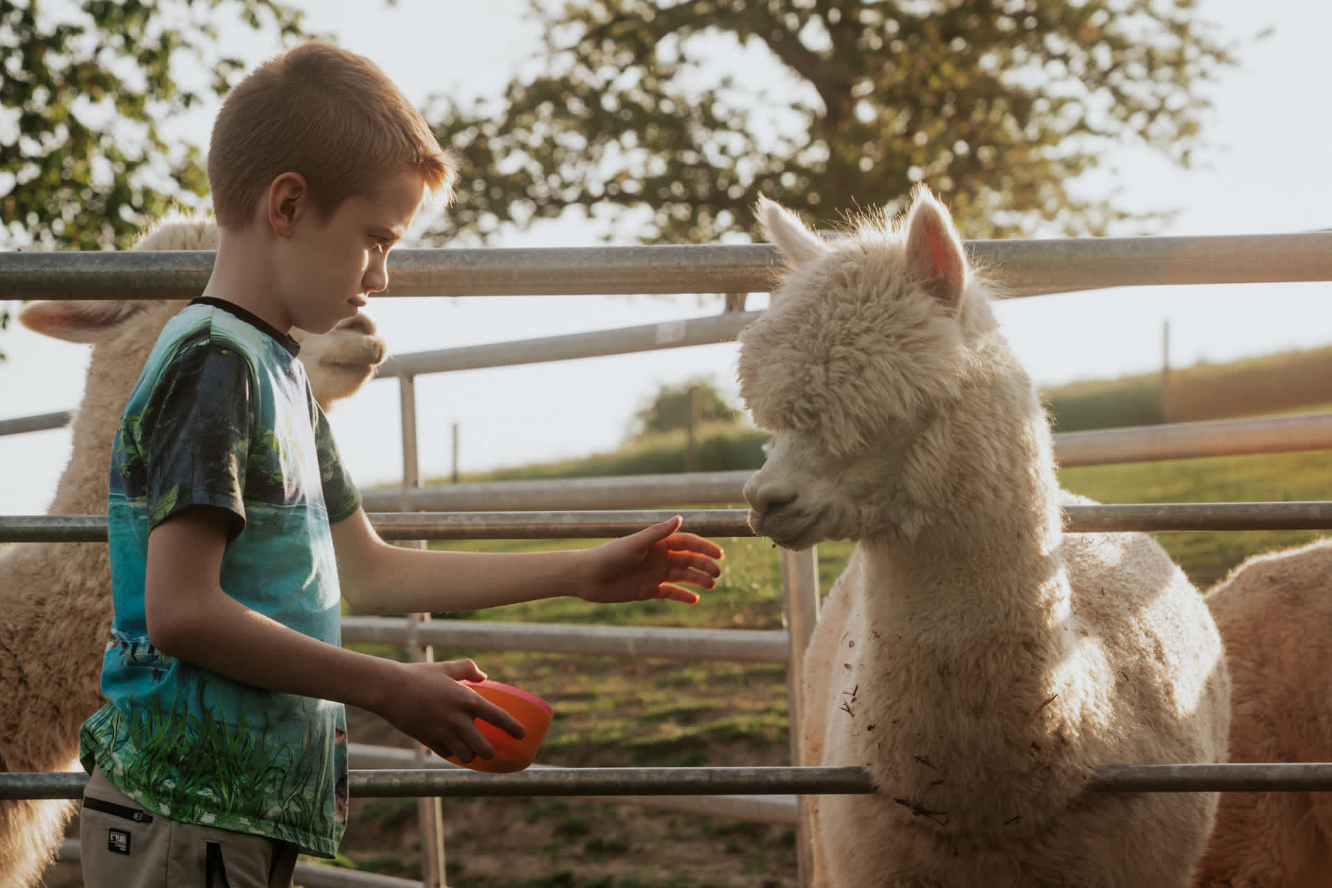 Een kind voert alpaca’s bij De Verloren Kost